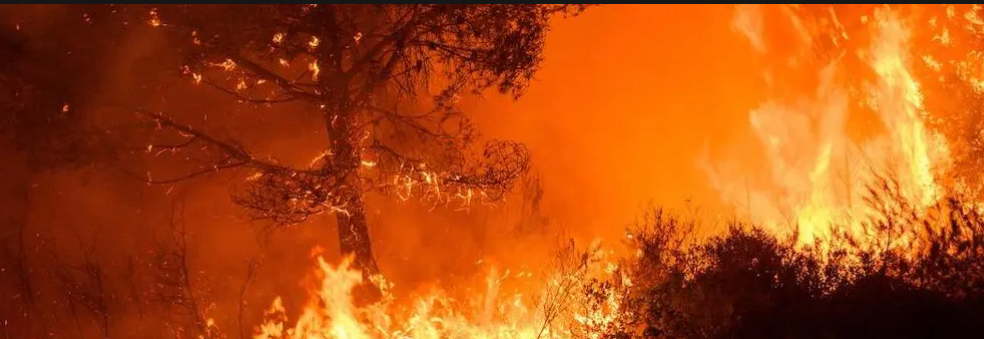 Feux de Forêts : Ayons les bons réflexes ! Feux de Forêts : Ayons les bons réflexes !